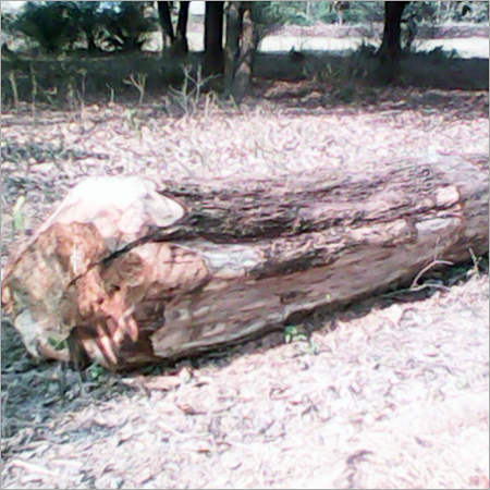 Timber Logs Plank