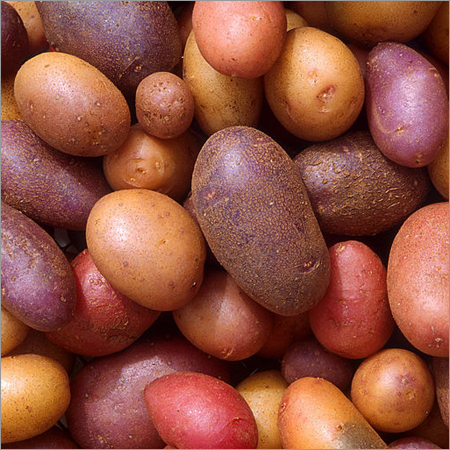 Potato