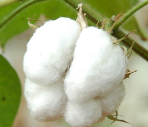 Natural Raw Cotton