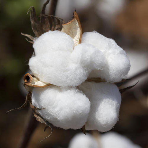 Cotton Bolls