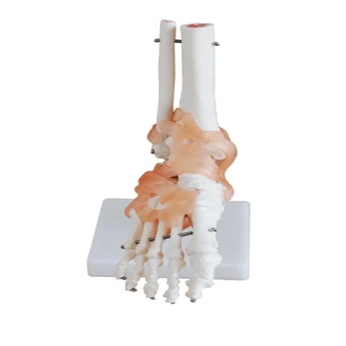 Foot Joint With Ligaments Life Size