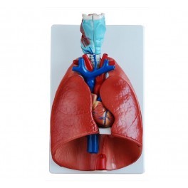 Larynx, Heart And Lungs Model