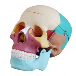 Adult Skull (Colored ) Life Size