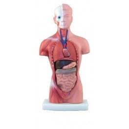 Human Torso 15 Parts (Tall 28cm)