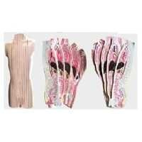 Unisex Torso Model - Application: Medical Study