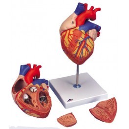 Heart Model Life Size