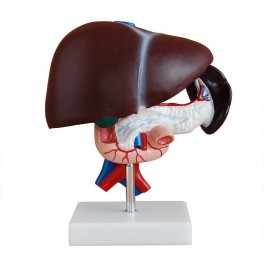 Liver Pancreas And Duodenum Model