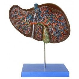 Liver Model Design: Standard