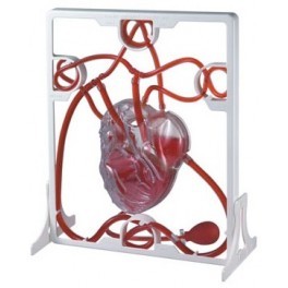 Pumping Heart Model