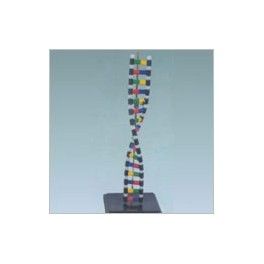 DNA Structure Simulation Kit Model