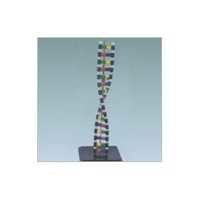 DNA Structure Simulation Kit Model