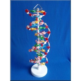 Models oF DNA Structure