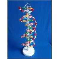 Models oF DNA Structure