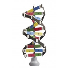 Dna Activity Model