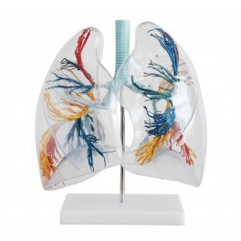 Lungs Segment Model