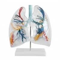 Lungs Segment Model