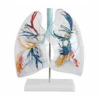 Transparent Lungs Segment Model
