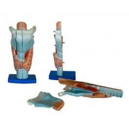 Magnified Human Larynx Model Design: Standard