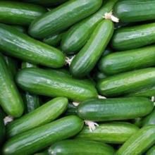 Green Fresh Cucumber