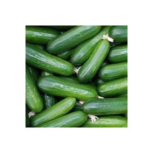 Fresh Green Cucumber