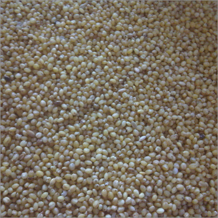 Yellow Millet Seeds