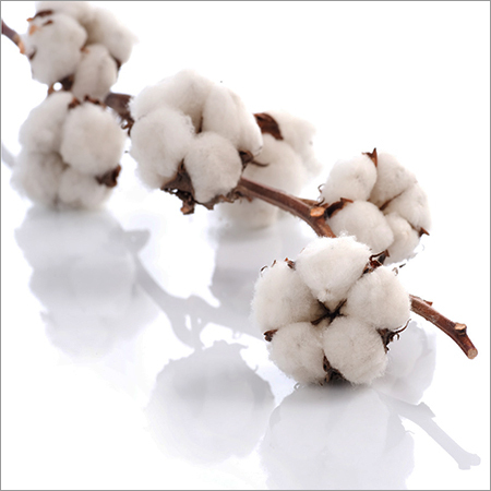 Raw Cotton