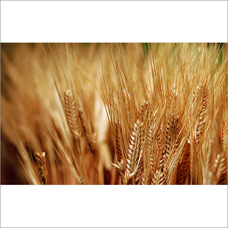 Wheat