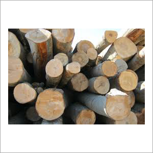 Softwood