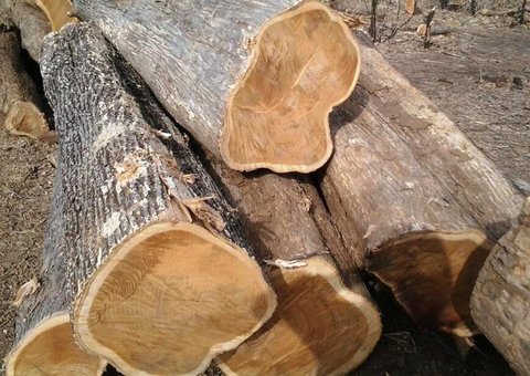 Teakwood