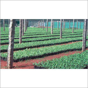 G9 Banana Plants