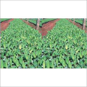 Vitro Plant Tissue Culture Plants
