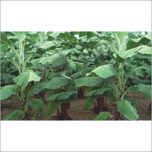 Vitro Tissue Culture Banana Plants