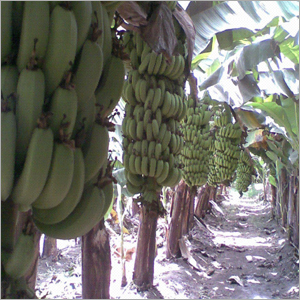 Tissue Culture Banana