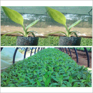 G9 TC Plants