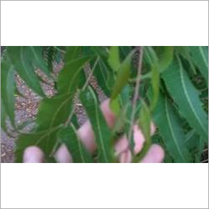 Neem Organic Fertilizer