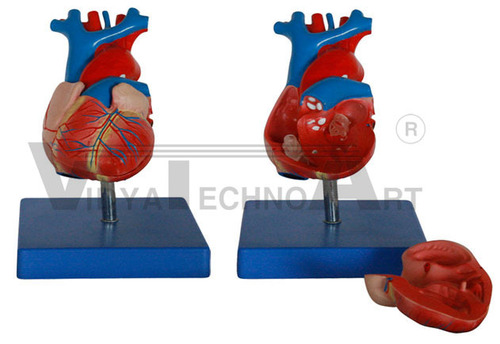 Life-size Heart Model - PVC, Life-Size, Red | Dissectible, Anatomically Accurate, Educational Tool, Plastic Base