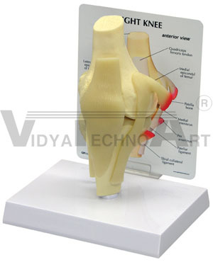 Basic Knee Model