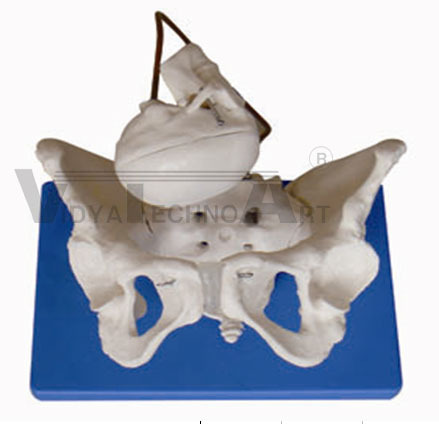 Birth Demonstration Model