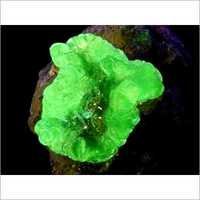 Malacine Astrology Stones