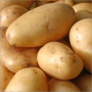 Potato