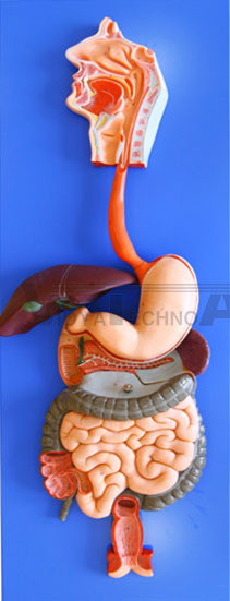 Digestive System - Plastic Life-Size Model, Orange, Dissectible 3 Parts, Mounted on Baseboard