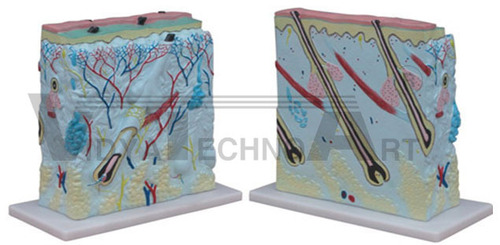 Enlarged Skin Model - Plastic 27x10x31 cm Pale Blue | Detailed Anatomy 105x Magnification Educational Display