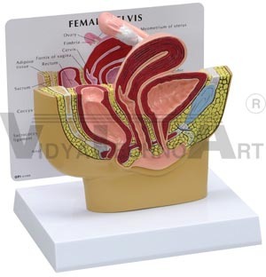 Female Pelvis - Plastic 6.25x2.75x5.5 Inches Beige, Half-Scale Anatomical Model with Educational Card
