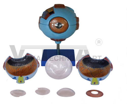 Giant Eye Model