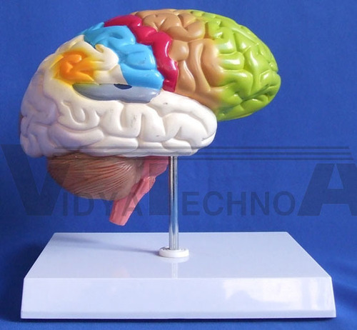 Half Brain Model