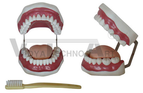 The Health Care Of Mouth Cavity (with Tooth Brush)
