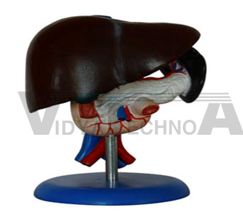 Liver, Pancreas And Duodenum Model