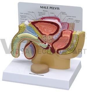 Male Pelvis With Prostate - High-Quality Plastic, 7-1/4 x 1 x 4-3/4", Beige, Half-Scale Anatomical Model with Prostate Stages