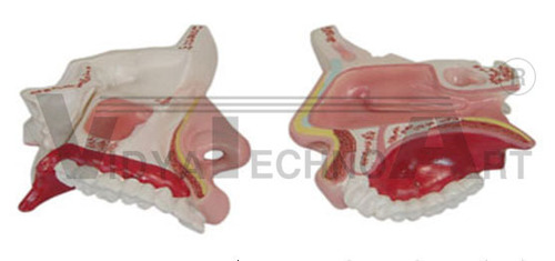 Model Of The Anatomy Nasal Cavity