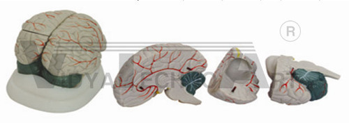 New Style Brain Model - Plastic, 1:1 Scale, Beige | Dissectible 3-Part, Multiple Views, Educational Tool